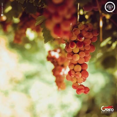 Vitis vinifera: Warum ist es so wichtig?